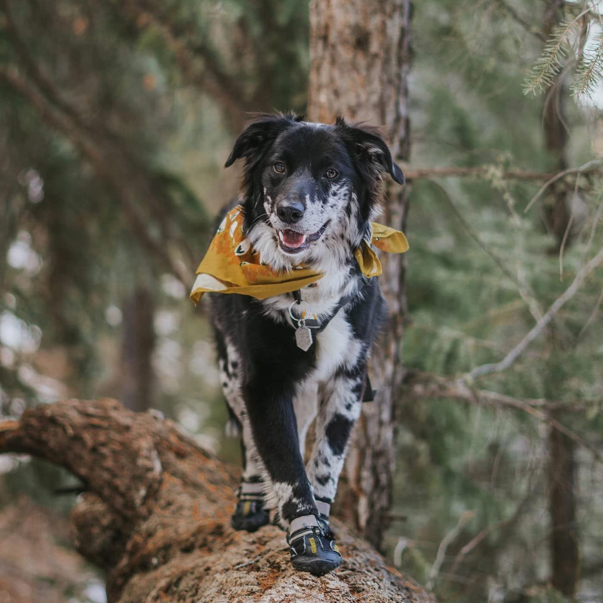 Canine Footwear for Hot Pavement and Winter Conditions: Protective Boots and Paw Shields