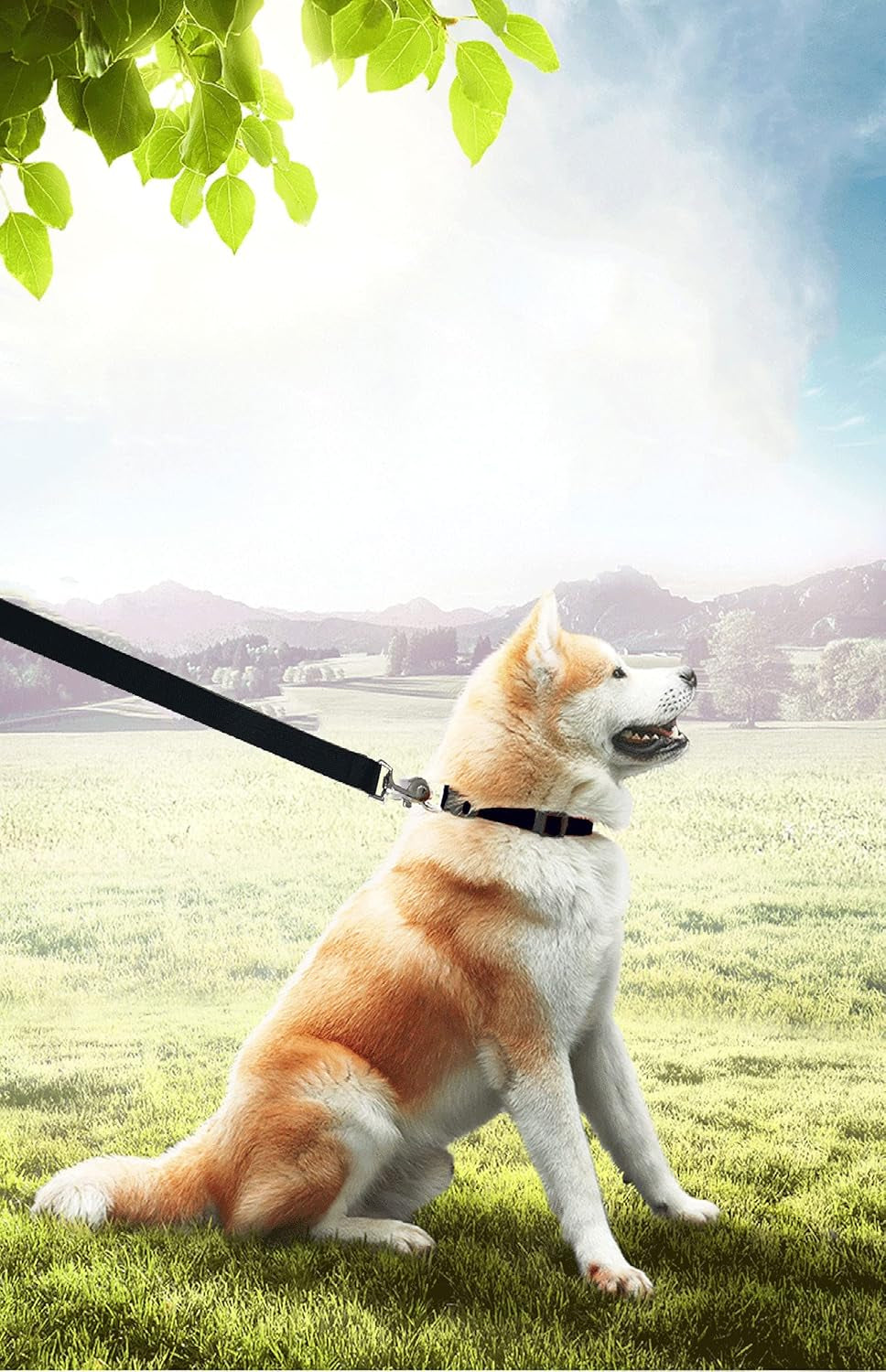 Long Dog Leash for Obedience Recall Training - Available in 15FT, 20FT, 30FT, 40FT, and 50FT for Small and Medium Dogs - Ideal for Camping, Training, Play, and Backyard Use (20FT, Black)