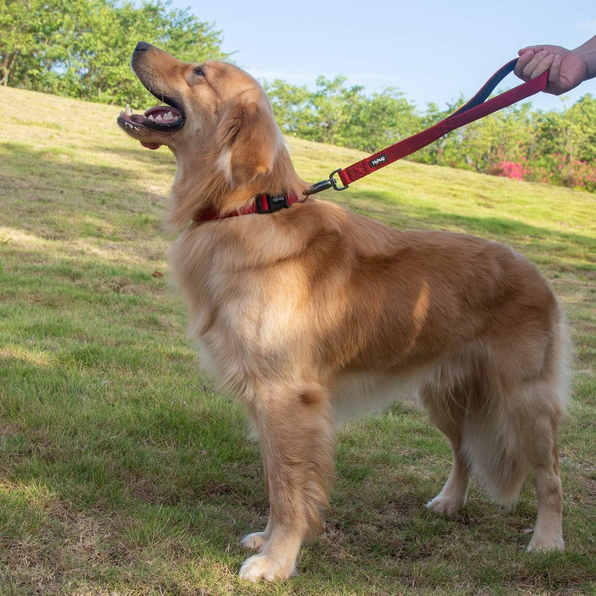 Heavy-Duty 18-Inch Dog Leash with Padded Handle, Made of Durable Nylon
